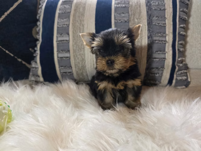 Machitos yorkie pedigree A