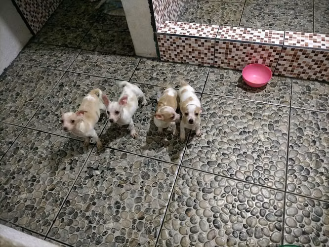 Vendo perritos