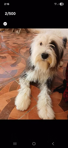 Busca novio