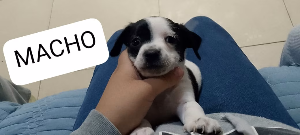 Chihuahua con french 