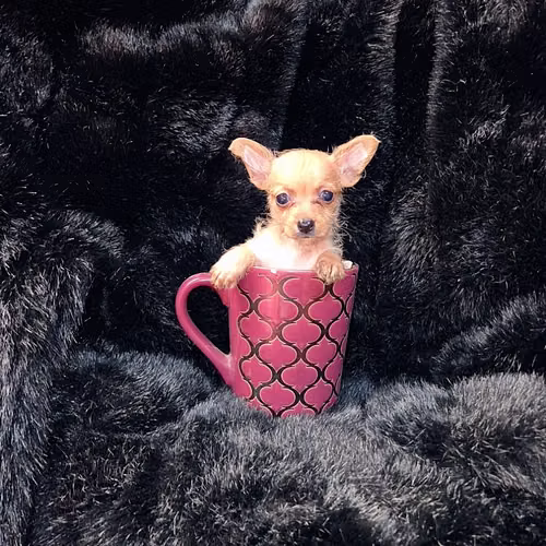 Chihuahua de bolsillo 
