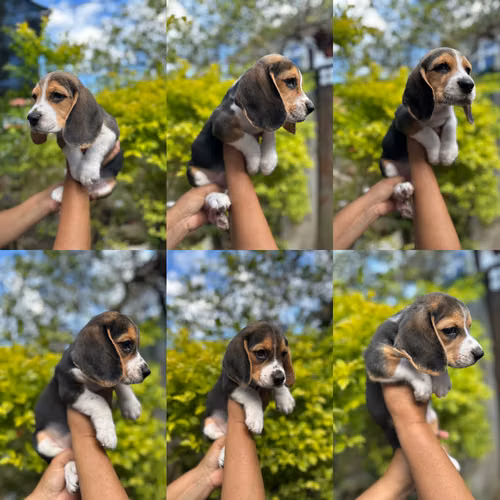 Cachorros beagle 