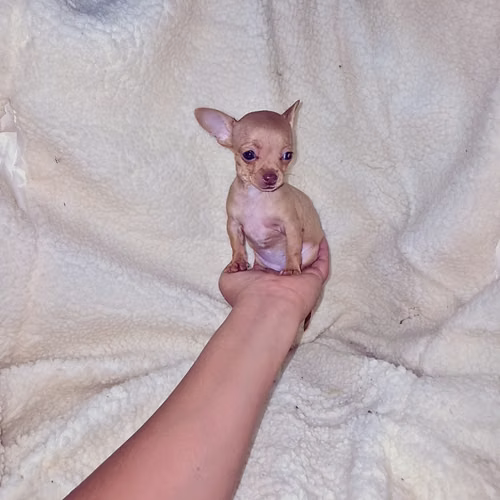 Chihuahua de bolsillo - Imagen 3