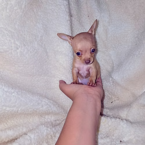 Chihuahua de bolsillo - Imagen 4