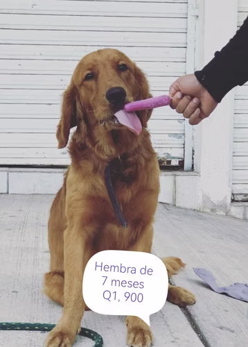 Cachorra golden 7 meses