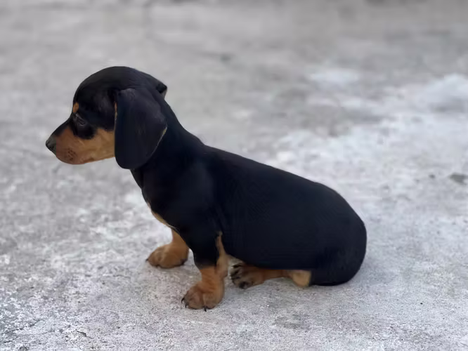 Perro salchicha  - Imagen 2