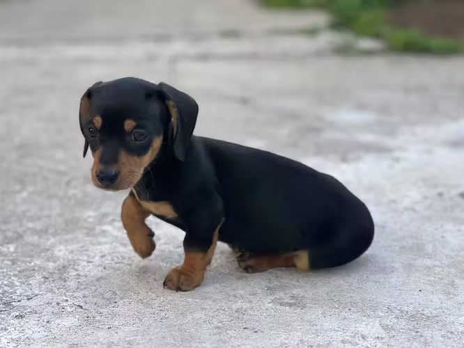 Perro salchicha 