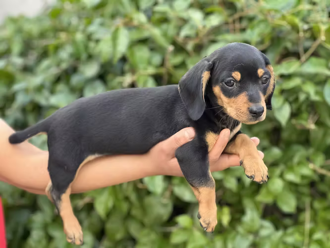 Perro salchicha  - Imagen 5