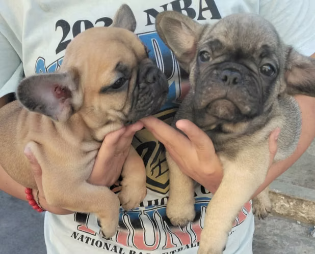 Bulldog francés 