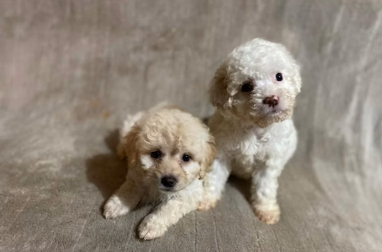 French poodle hembras  - Imagen 6