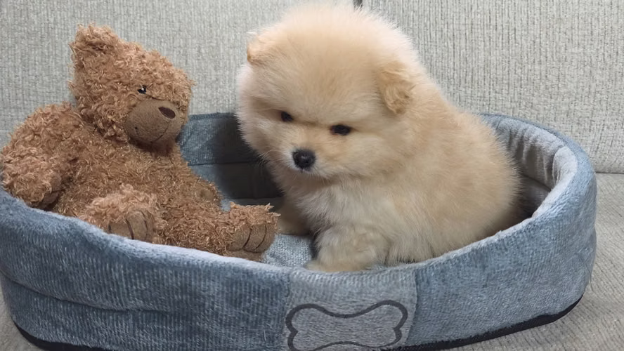 Precioso machito pomerania pedigree A