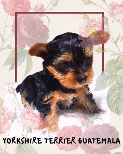 Yorkshire Terrier Teacup 
