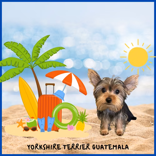Yorkshire Terrier