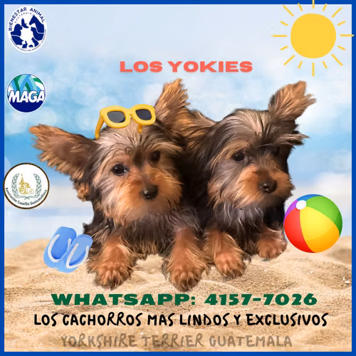 Yorkshire Terrier