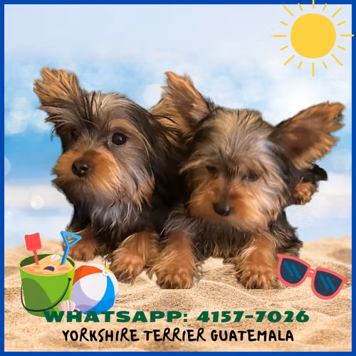 Yorkshire Terrier