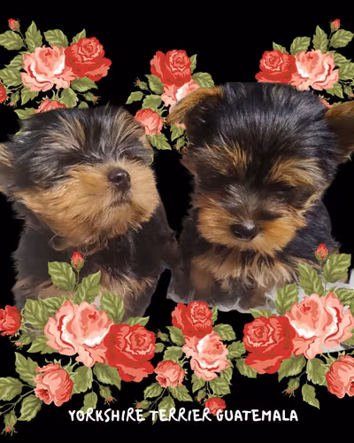 Yorkshire Terrier (Yorkies)