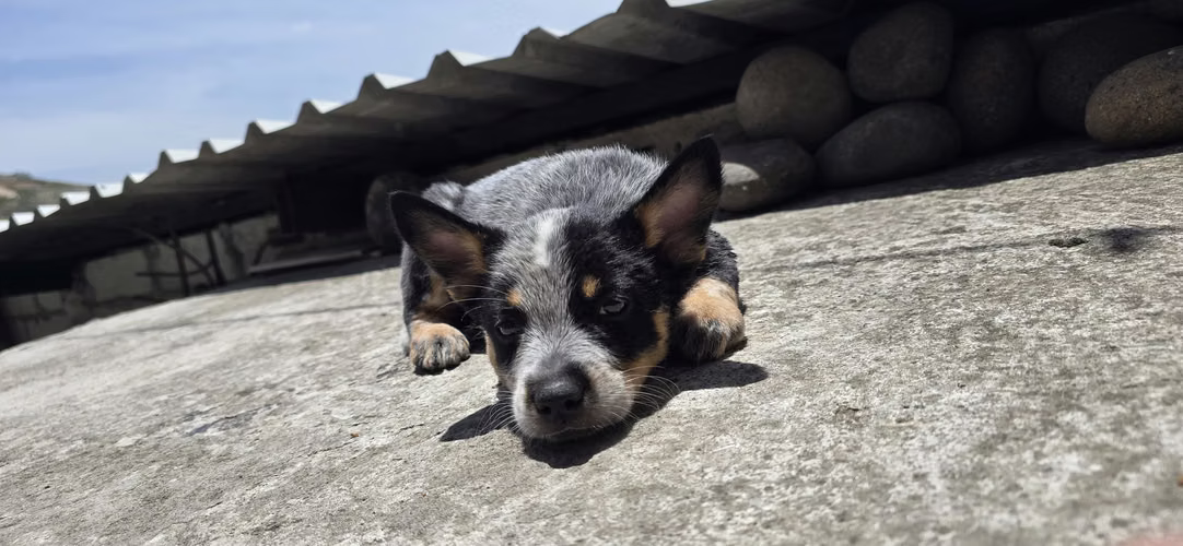 Pastor Ganadero Australiano Blue Heeler - Imagen 4