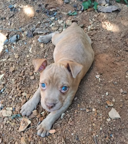 Perrita pitbull terrier 