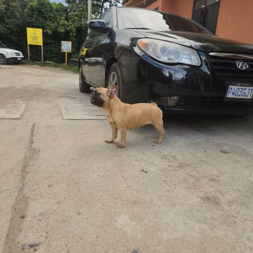 Bulldog Francés, Inglés, Chihuahua, Persa, Corgie - Imagen 9