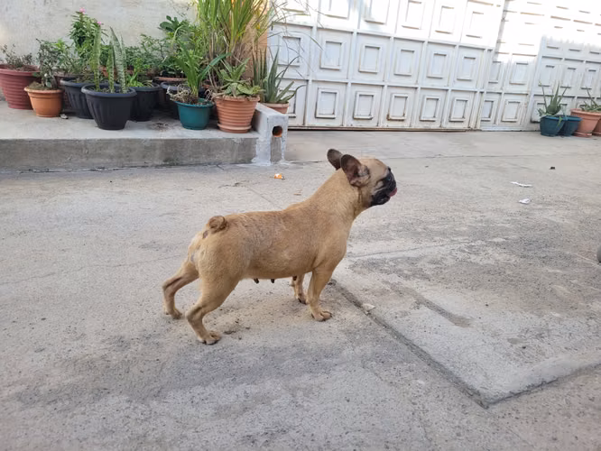 Bulldog Francés, Inglés, Chihuahua, Persa, Corgie - Imagen 10