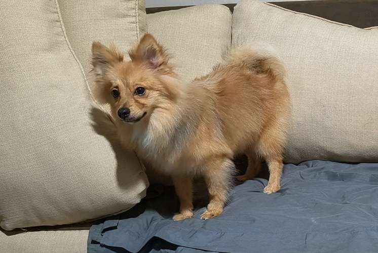 Corgie, francés, pomerania, ingles