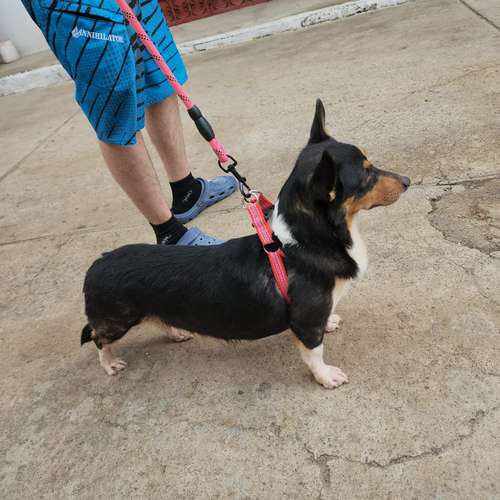 Corgie, francés, pomerania, ingles - Imagen 3