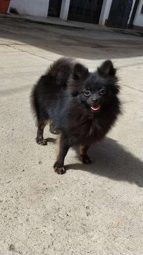 Corgie, francés, pomerania, ingles - Imagen 2