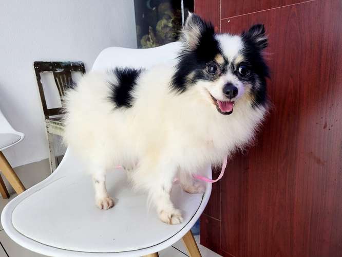 Corgie, francés, pomerania, ingles - Imagen 5