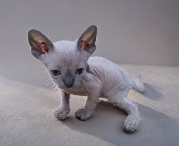 Gatitos Esfinge - Imagen 4
