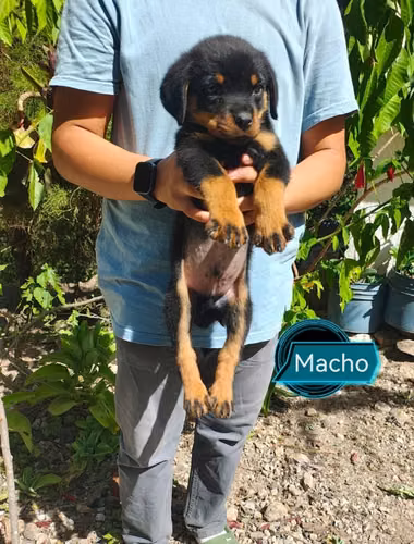 Rottweiler cachorros - Imagen 1