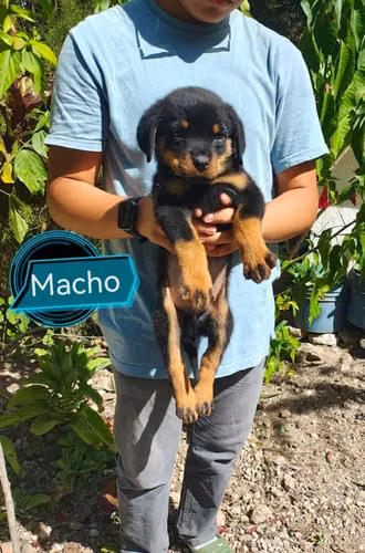 Rottweiler cachorros - Imagen 3