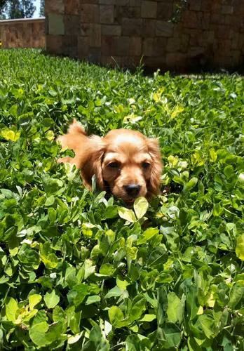 Cocker spaniel  - Imagen 3