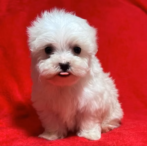 Maltese hembra  - Imagen 5