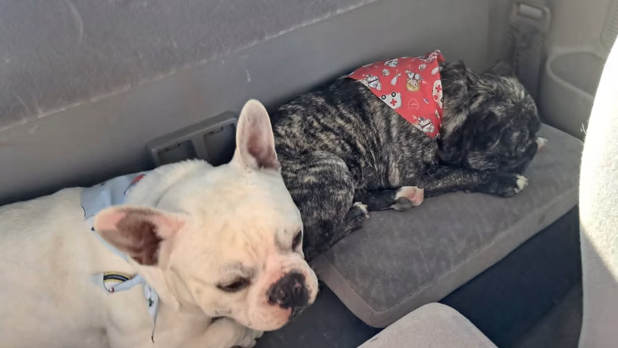 Vendo Buldog Francés macho de 2.5 años y hembra de 4 años