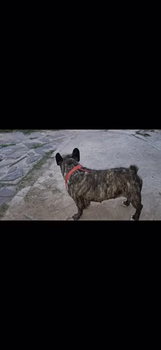 Vendo Buldog Francés macho de 2.5 años y hembra de 4 años - Imagen 10