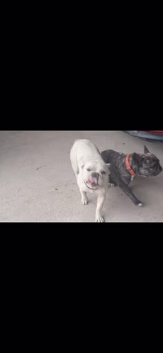 Vendo Buldog Francés macho de 2.5 años y hembra de 4 años - Imagen 7