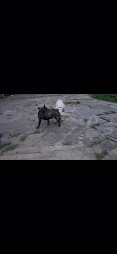 Vendo Buldog Francés macho de 2.5 años y hembra de 4 años - Imagen 9