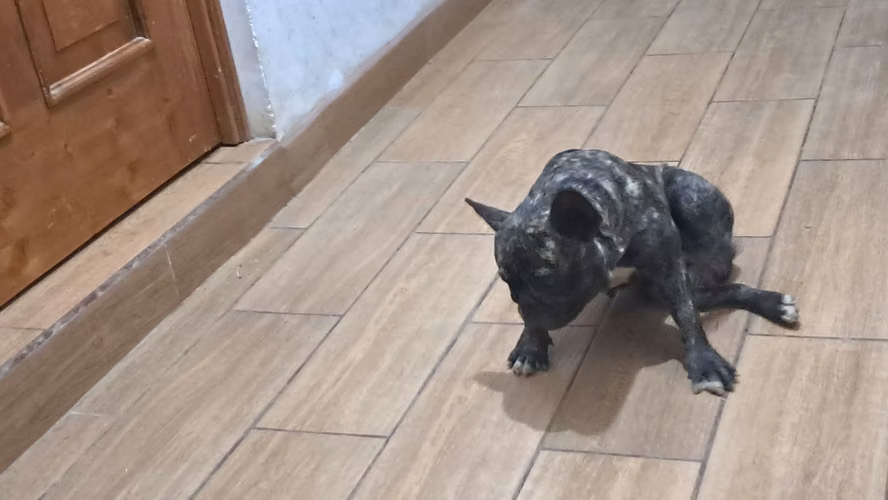Vendo Buldog Francés macho de 2.5 años y hembra de 4 años - Imagen 4