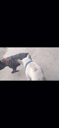 Vendo Buldog Francés macho de 2.5 años y hembra de 4 años - Imagen 5