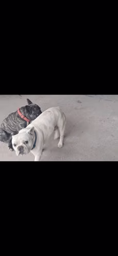 Vendo Buldog Francés macho de 2.5 años y hembra de 4 años - Imagen 6