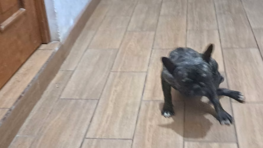 Vendo Buldog Francés macho de 2.5 años y hembra de 4 años - Imagen 2