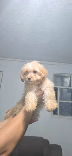 Cachorritos French - Imagen 2