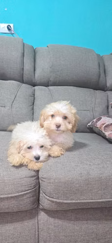 Cachorritos French - Imagen 3