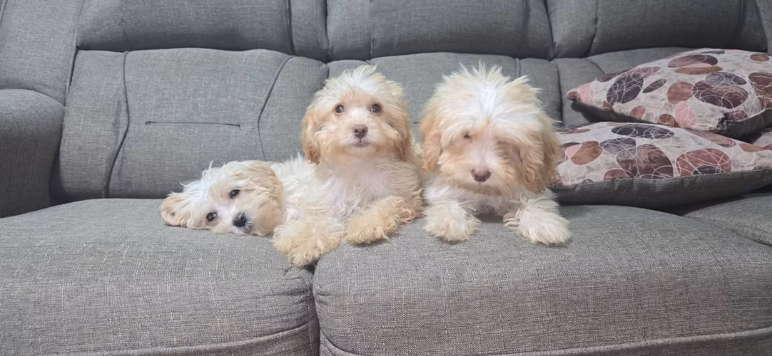 Cachorritos French