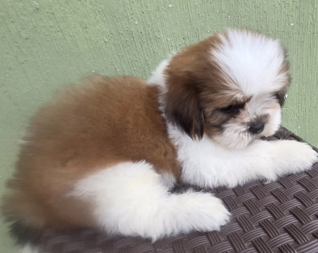 Shihtzu Macho Pedigree A - Imagen 2