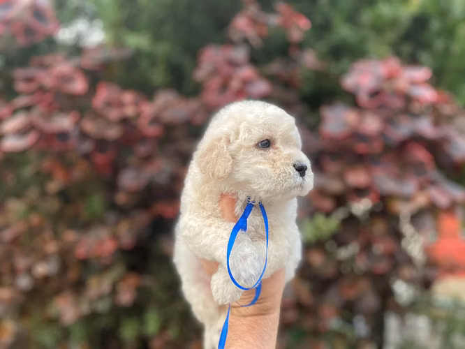 FRENCH POODLE MINI HEMBRA Y MACHO  - Imagen 2