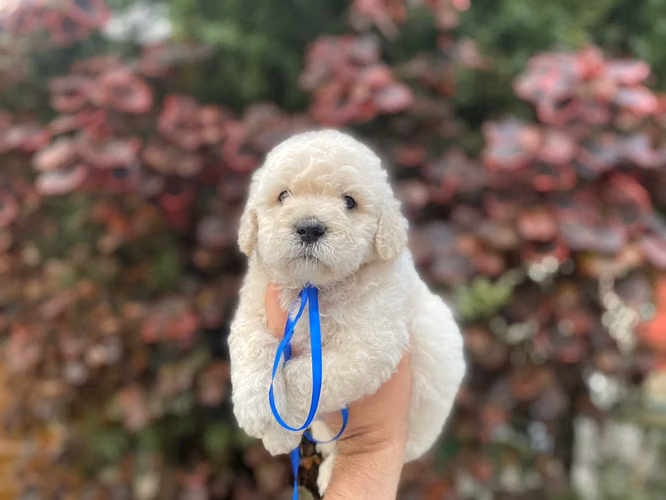 FRENCH POODLE MINI HEMBRA Y MACHO 