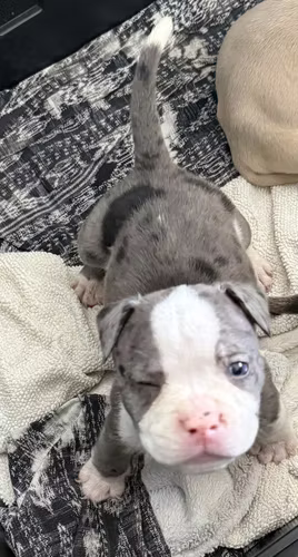 Bully exótico 