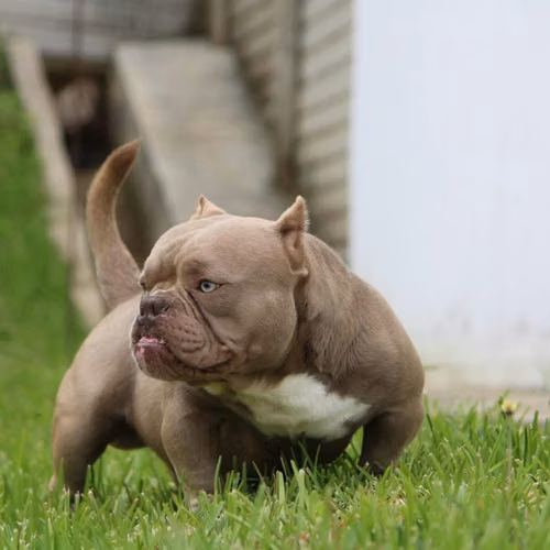 Bully exótico 