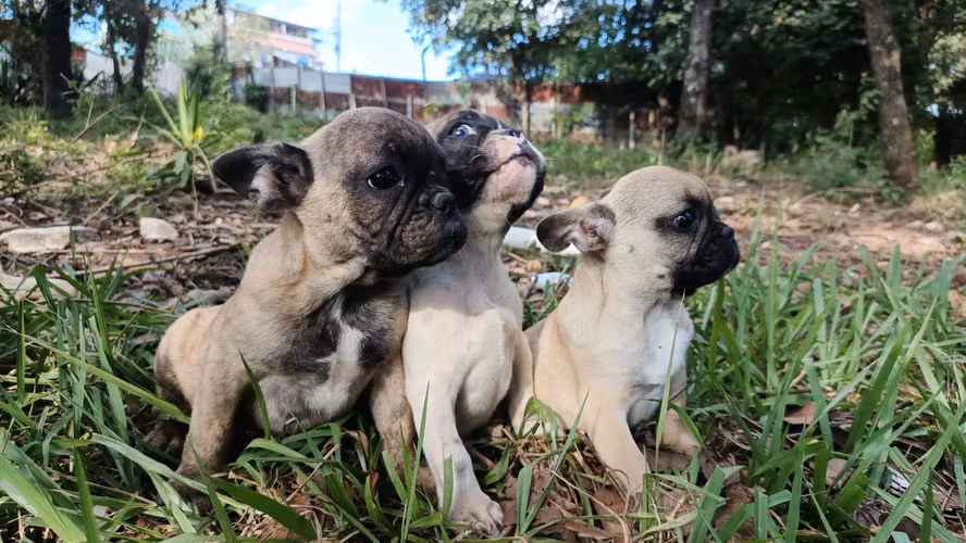 Bulldog francés  - Imagen 8
